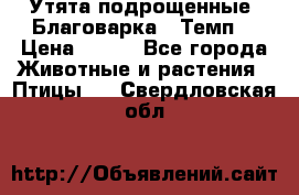 Утята подрощенные “Благоварка“,“Темп“ › Цена ­ 100 - Все города Животные и растения » Птицы   . Свердловская обл.